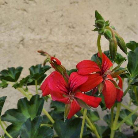 Corte Martinola Bed&Breakfast In Franciacorta 오메 외부 사진
