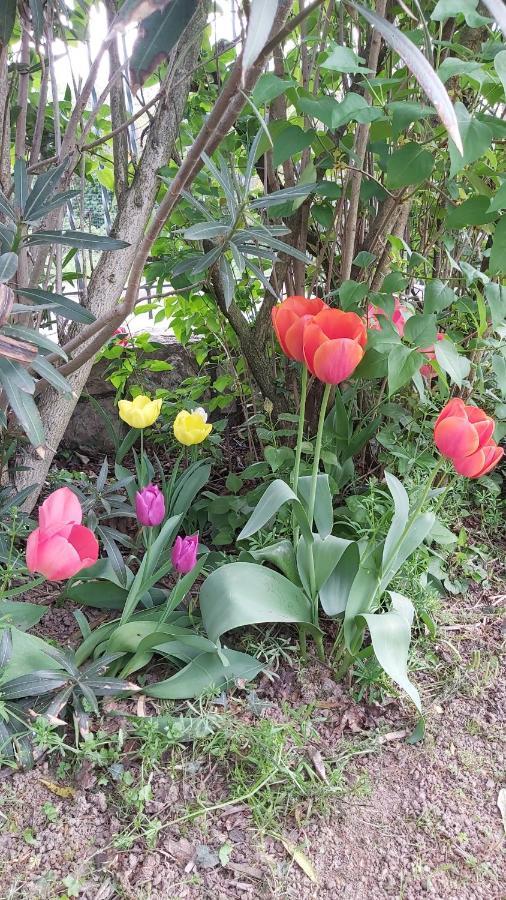 Corte Martinola Bed&Breakfast In Franciacorta 오메 외부 사진