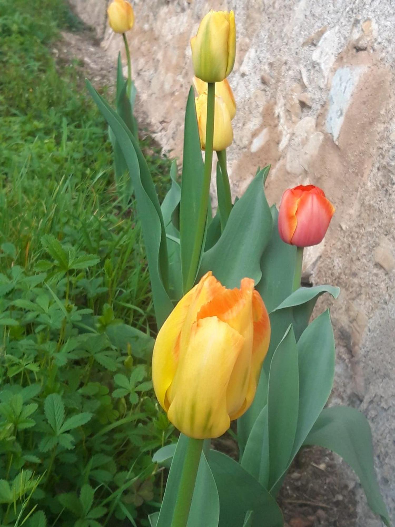 Corte Martinola Bed&Breakfast In Franciacorta 오메 외부 사진