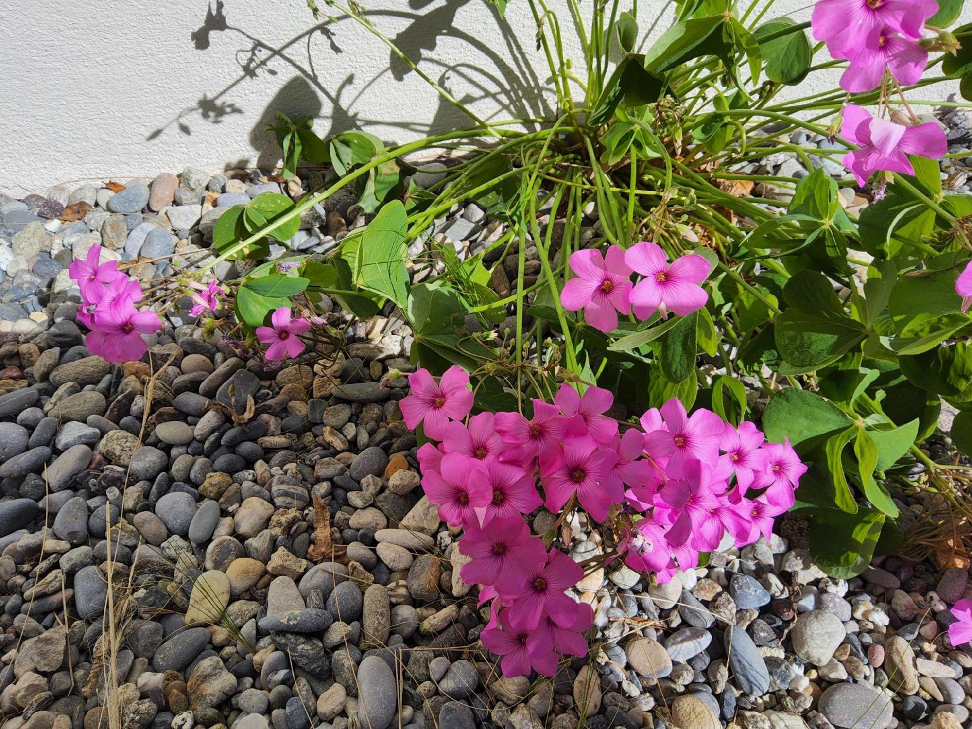 Corte Martinola Bed&Breakfast In Franciacorta 오메 외부 사진